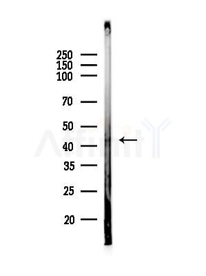 Phospho-CDK9 (Ser347) Antibody - Western blot analysis of lysates from Mouse liver, using Phospho-CDK9 (Ser347) Antibody at 1/1000 dilution.