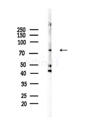 Phospho-RSK2 (Ser369) Antibody - Western blot analysis of lysates from Mouse brain, using Phospho-RSK2 (Ser369) Antibody at 1/1000 dilution.