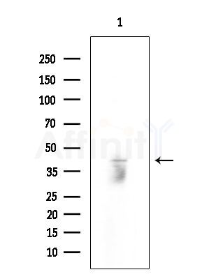 Phospho-TDP43 (Ser409) Antibody - Western blot analysis of extracts from Rat testis, using Phospho-TDP43 (Ser409) Antibody at 1/1000 dilution.