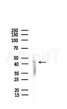 Phospho-TDP43 (Ser409) Antibody - Western blot analysis of lysates from Rat testis, using Phospho-TDP43 (Ser409) Antibody at 1/1000 dilution.