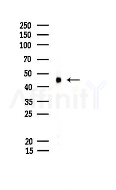 Phospho-CaMKII (Ser235) Antibody - Western blot analysis of lysates from Mouse lung, using Phospho-CaMKII (Ser235) Antibody at 1/1000 dilution.