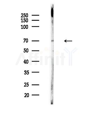 Phospho-SF1 (Ser80/Ser82) Antibody - Western blot analysis of lysates from Mouse testis, using Phospho-SF1 (Ser80/Ser82) Antibody at 1/1000 dilution.