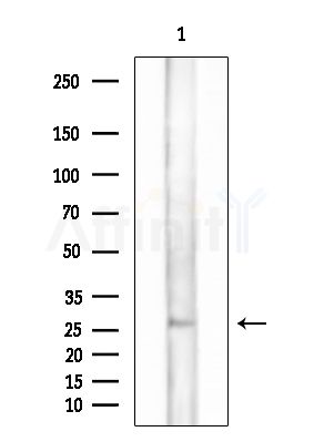 Phospho-C/EBP epsilon (Ser181) Antibody - Western blot analysis of extracts from Mouse brain, using Phospho-C/EBP epsilon (Ser181) Antibody at 1/1000 dilution.