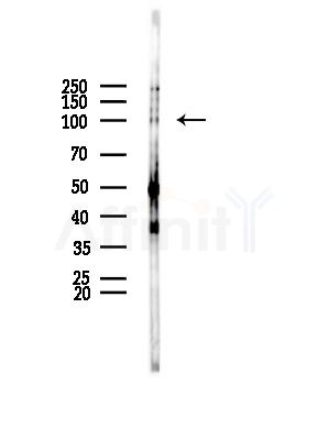 Phospho-EZH2 (Thr487) Antibody - Western blot analysis of lysates from Mouse testis, using Phospho-EZH2 (Thr487) Antibody at 1/1000 dilution.