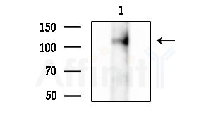 Phospho-Nrf2 (Ser344) Antibody - Western blot analysis of extracts from Mouse testis, using Phospho-Nrf2 (Ser344) Antibody at 1/1000 dilution.