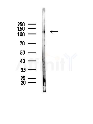 Phospho-Nrf2 (Ser344) Antibody - Western blot analysis of lysates from Mouse testis, using Phospho-Nrf2 (Ser344) Antibody at 1/1000 dilution.