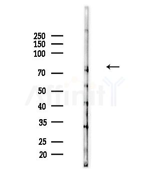 Phospho-MAPK6/ERK3 (Ser189) Antibody - Western blot analysis of lysates from Mouse brain, using Phospho-MAPK6/ERK3 (Ser189) Antibody at 1/1000 dilution.