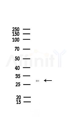 Phospho-PRAS40 (Ser212) Antibody - Western blot analysis of lysates from Rat liver, using Phospho-PRAS40 (Ser212) Antibody at 1/1000 dilution.