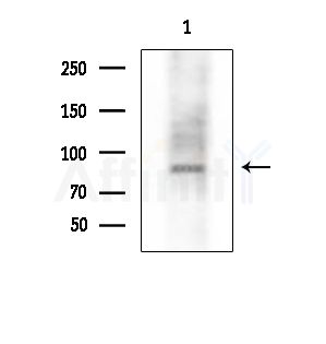 Phospho-REPS1 (Ser272) Antibody - Western blot analysis of extracts from HepG2 cells, using Phospho-REPS1 (Ser272) Antibody at 1/1000 dilution.