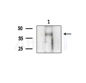 Phospho-PBK/TOPK (Ser59) Antibody - Western blot analysis of extracts from COLO205 cells, using Phospho-PBK/TOPK (Ser59) Antibody at 1/1000 dilution.