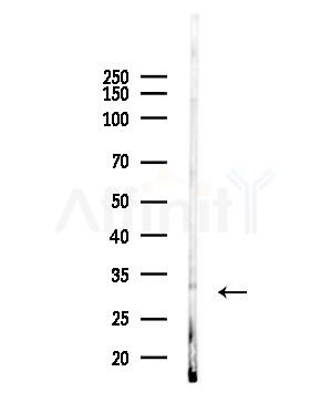 Phospho-SOX2 (Ser249/Ser250) Antibody - Western blot analysis of lysates from B16F10-LUC cells(heat-shock,45min treatment), using Phospho-SOX2 (Ser249/Ser250) Antibody at 1/1000 dilution.
