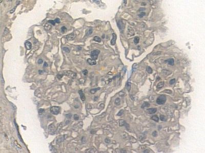 Phospho-Nephrin (Ser432) Antibody  - AF7452 at 1/100 staining human normal colon tissue by IHC-P.