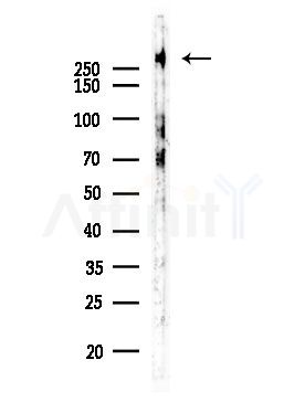 Phospho-RYR2 (Ser2808) Antibody - Western blot analysis of lysates from Rat testis, using Phospho-RYR2 (Ser2808) Antibody at 1/1000 dilution.