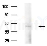 HFE2 Antibody - Western blot analysis of extracts from COLO205 cells(heat-shock treatment), using HFE2 Antibody at 1/1000 dilution.