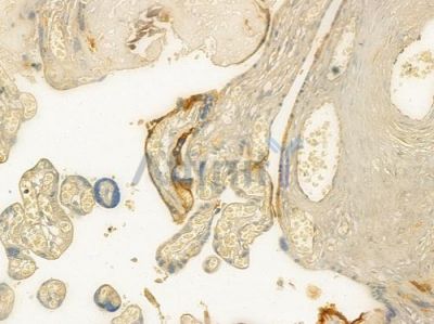 ABCB11 Antibody - AF7593 at 1/100 staining human normal placenta tissue by IHC-P.