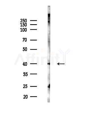 MyoD1 Antibody - Western blot analysis of lysates from Mouse testis, using MyoD1 Antibody at 1/1000 dilution.