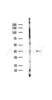 MyoD1 Antibody - Western blot analysis of lysates from HUVEC cells(UV,30min treatment), using MyoD1 Antibody at 1/1000 dilution.