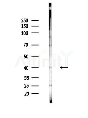 MyoD1 Antibody - Western blot analysis of lysates from LoVo cells(heat-shock,45min treatment), using MyoD1 Antibody at 1/1000 dilution.