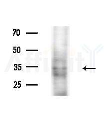 Ephrin B2 Antibody - Western blot analysis of extracts from PC12 cells, using Ephrin B2 Antibody at 1/1000 dilution.