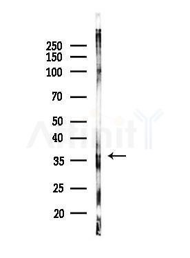 Ephrin B2 Antibody - Western blot analysis of lysates from PC12 cells, using Ephrin B2 Antibody at 1/1000 dilution.