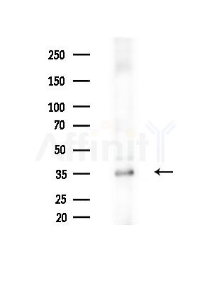 Phospho-CDK1/CDC2 (Thr161) Antibody - Western blot analysis of extracts from RAW264.