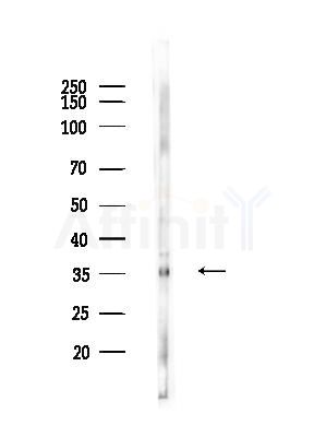 Phospho-CDK1/CDC2 (Thr161) Antibody - Western blot analysis of lysates from RAW264.