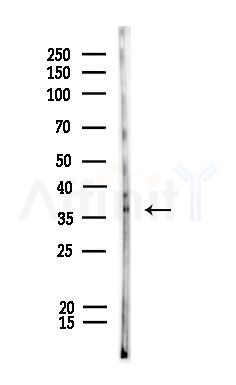 Phospho-c-Jun (Ser249) Antibody - Western blot analysis of lysates from Rat lung, using Phospho-c-Jun (Ser249) Antibody at 1/1000 dilution.