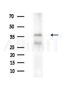 Phospho-Gz alpha (Ser16) Antibody - Western blot analysis of extracts from 293 cells(starvation treatment), using Phospho-Gz alpha (Ser16) Antibody at 1/1000 dilution.