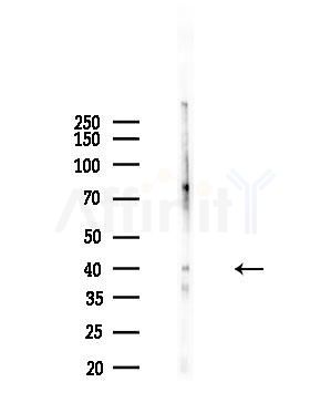 Phospho-Gz alpha (Ser16) Antibody - Western blot analysis of lysates from 293 cells(starvation,24h treatment), using Phospho-Gz alpha (Ser16) Antibody at 1/1000 dilution.