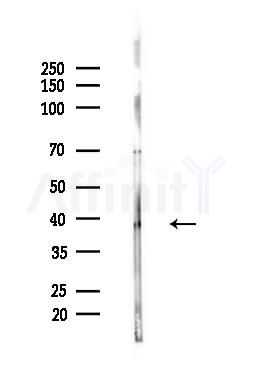 Phospho-ATF4 (Ser219) Antibody - Western blot analysis of lysates from Hela cells(heat-shock,45min treatment), using Phospho-ATF4 (Ser219) Antibody at 1/1000 dilution.