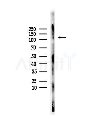 Phospho-STAT2 (Tyr631) Antibody - Western blot analysis of lysates from Mouse liver, using Phospho-STAT2 (Tyr631) Antibody at 1/1000 dilution.