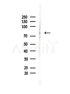 Phospho-BRSK2 (Thr260) Antibody - Western blot analysis of lysates from B16F10-LUC cells(LPS,4h treatment), using Phospho-BRSK2 (Thr260) Antibody at 1/1000 dilution.