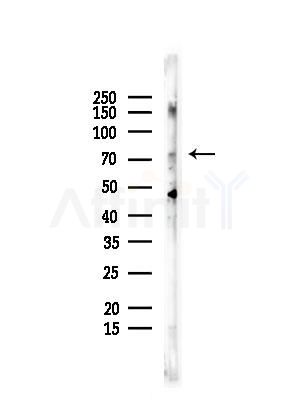 Phospho-DYRK1A/B (Tyr321/Tyr273) Antibody - Western blot analysis of lysates from Rat testis, using Phospho-DYRK1A/B (Tyr321/Tyr273) Antibody at 1/1000 dilution.