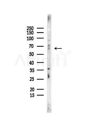 Phospho-PAK1 (Ser21) Antibody - Western blot analysis of lysates from Rat testis, using Phospho-PAK1 (Ser21) Antibody at 1/1000 dilution.
