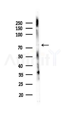Phospho-PKC theta (Tyr90) Antibody - Western blot analysis of lysates from RAW264.