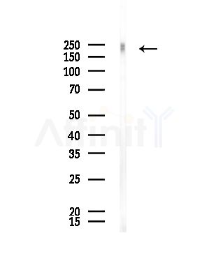 Phospho-BRCA1 (Ser1387) Antibody - Western blot analysis of lysates from Mouse testis, using Phospho-BRCA1 (Ser1387) Antibody at 1/1000 dilution.