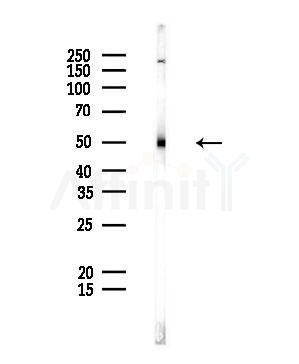 Phospho-RXR alpha (Ser260) Antibody - Western blot analysis of lysates from Rat liver, using Phospho-RXR alpha (Ser260) Antibody at 1/1000 dilution.