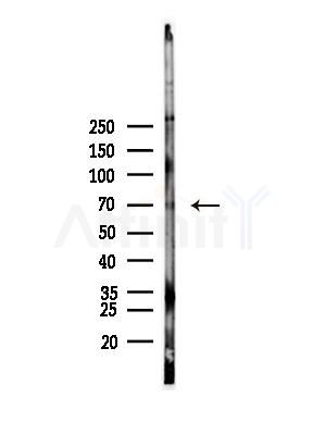 Phospho-SHC (Ser36) Antibody - Western blot analysis of lysates from Hela cells(heat-shock,45min treatment), using Phospho-SHC (Ser36) Antibody at 1/1000 dilution.