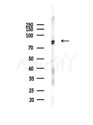Phospho-Caldesmon (Ser759) Antibody - Western blot analysis of lysates from Mouse brain, using Phospho-Caldesmon (Ser759) Antibody at 1/1000 dilution.