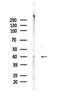 Phospho-Connexin 43 / GJA1 (Ser373) Antibody - Western blot analysis of lysates from Mouse brain, using Phospho-Connexin 43 / GJA1 (Ser373) Antibody at 1/1000 dilution.