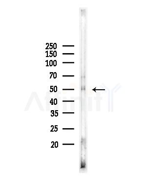 Phospho-c-Fos (Ser374) Antibody - Western blot analysis of lysates from Rat testis, using Phospho-c-Fos (Ser374) Antibody at 1/1000 dilution.