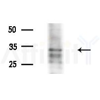 Phospho-DUSP1/MKP1 (Ser323) Antibody - Western blot analysis of extracts from PC12 cells, using Phospho-DUSP1/MKP1 (Ser323) Antibody at 1/1000 dilution.