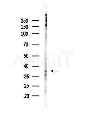 Phospho-DUSP1/MKP1 (Ser323) Antibody - Western blot analysis of lysates from PC12 cells(LPS, 4h treatment), using Phospho-DUSP1/MKP1 (Ser323) Antibody at 1/1000 dilution.