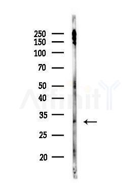 Phospho-PDX1 (Ser66) Antibody - Western blot analysis of lysates from PC12 cells(LPS, 4h treatment), using Phospho-PDX1 (Ser66) Antibody at 1/1000 dilution.