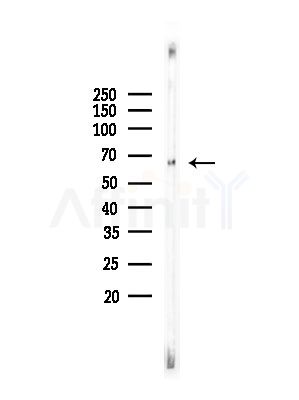 Phospho-Presenilin 1 (Ser353) Antibody - Western blot analysis of lysates from Rat testis, using Phospho-Presenilin 1 (Ser353) Antibody at 1/1000 dilution.