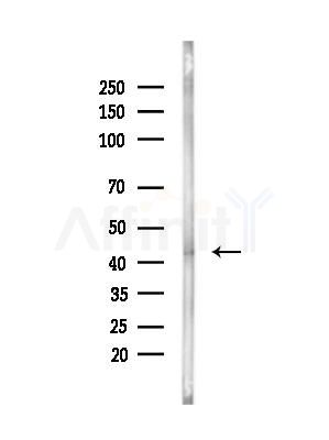 Phospho-SPHK1 (Ser225) Antibody - Western blot analysis of lysates from Mouse brain, using Phospho-SPHK1 (Ser225) Antibody at 1/1000 dilution.