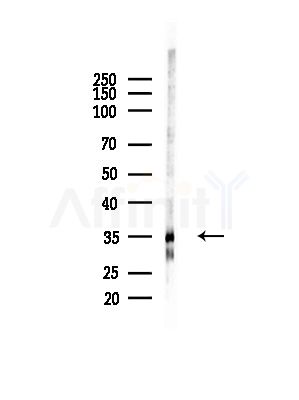 Phospho-C5R1 (Ser334) Antibody - Western blot analysis of lysates from RAW264.