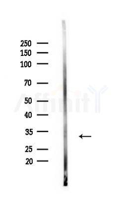 Phospho-CDK5 (Ser159) Antibody - Western blot analysis of lysates from Mouse brain, using Phospho-CDK5 (Ser159) Antibody at 1/1000 dilution.