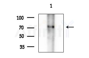 Phospho-PRC1 (Thr481) Antibody - Western blot analysis of extracts from HepG2 cells(UV treatment), using Phospho-PRC1 (Thr481) Antibody at 1/1000 dilution.