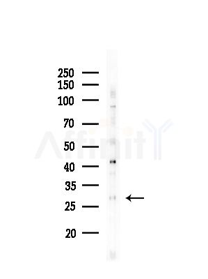 Phospho-Bcl-2 (Thr74) Antibody - Western blot analysis of lysates from HepG2 cells(UV,30min treatment), using Phospho-Bcl-2 (Thr74) Antibody at 1/1000 dilution.